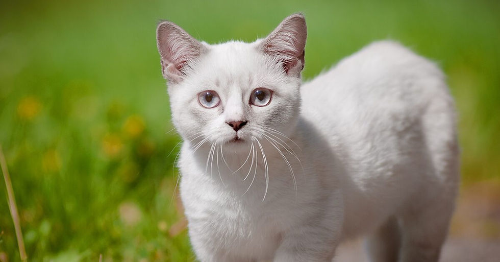 Munchkin Cat