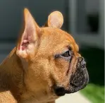 Fawn