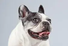 French Bulldog Senior