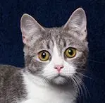 White Tabby