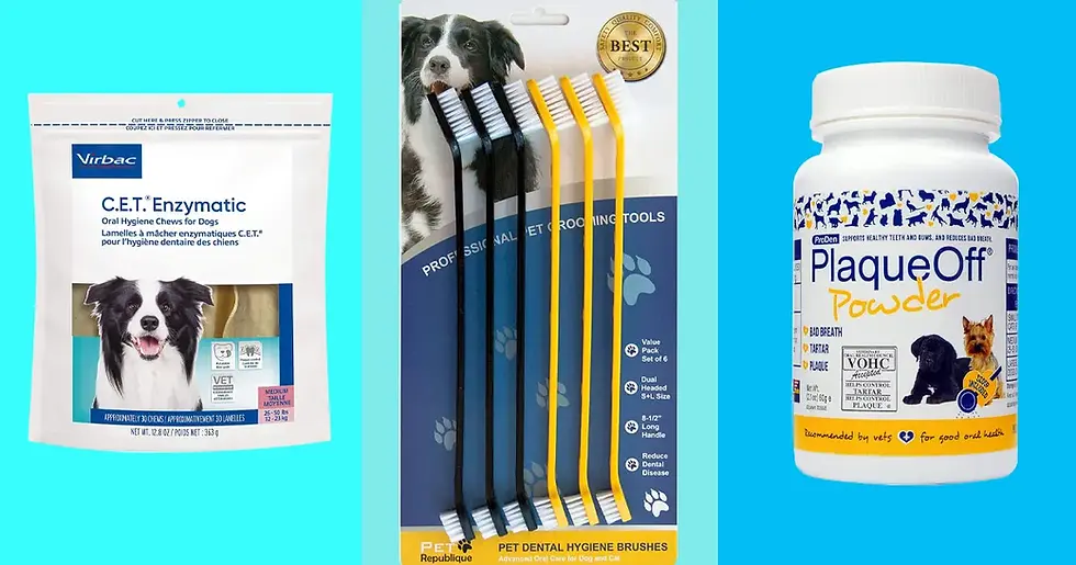 The Best Things for Cleaning Your Dog’s Teeth, According to Vets…