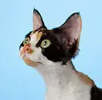 Calico