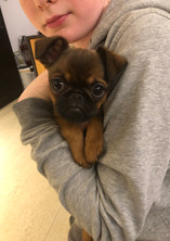griffon, kleine hunde, zucht, mops, boston terrier, chihuahua