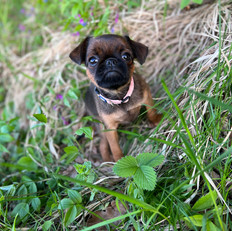 griffon, französische bulldogge, mops, chihuahua, boston terrier