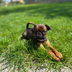 hundezucht, züchter. österreich, welpen, mops, französische bulldogge