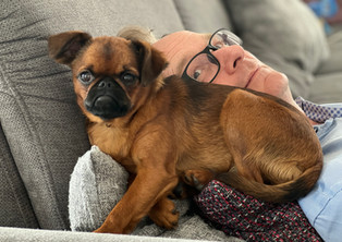 brachyzephal, kurze schnauze, freiatmend