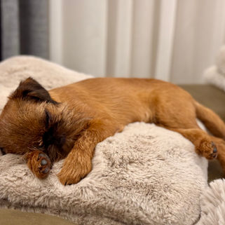 <img src="" alt=„Zwerggriffon, Mops, Kleinhundzüchter in Neunkirchen“>