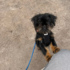 gesunder Hund, freiatmend, sportlich, intelligent, Chihuahua, Havaneser