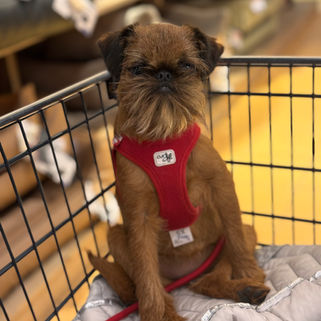 <img src="" alt=„Hundezucht Zwerggriffon