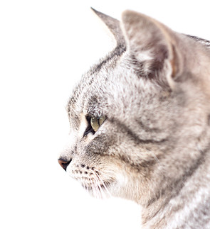 Beautiful Gray Cat_edited.jpg