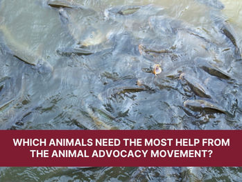 Which animals need the most help from the animal advocacy movement?