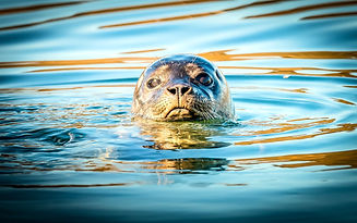 September Sunbather 3 (1 of 1)_edited.jpg
