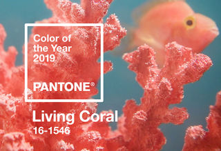 Living Coral: Pantone's colour of the year for 2019