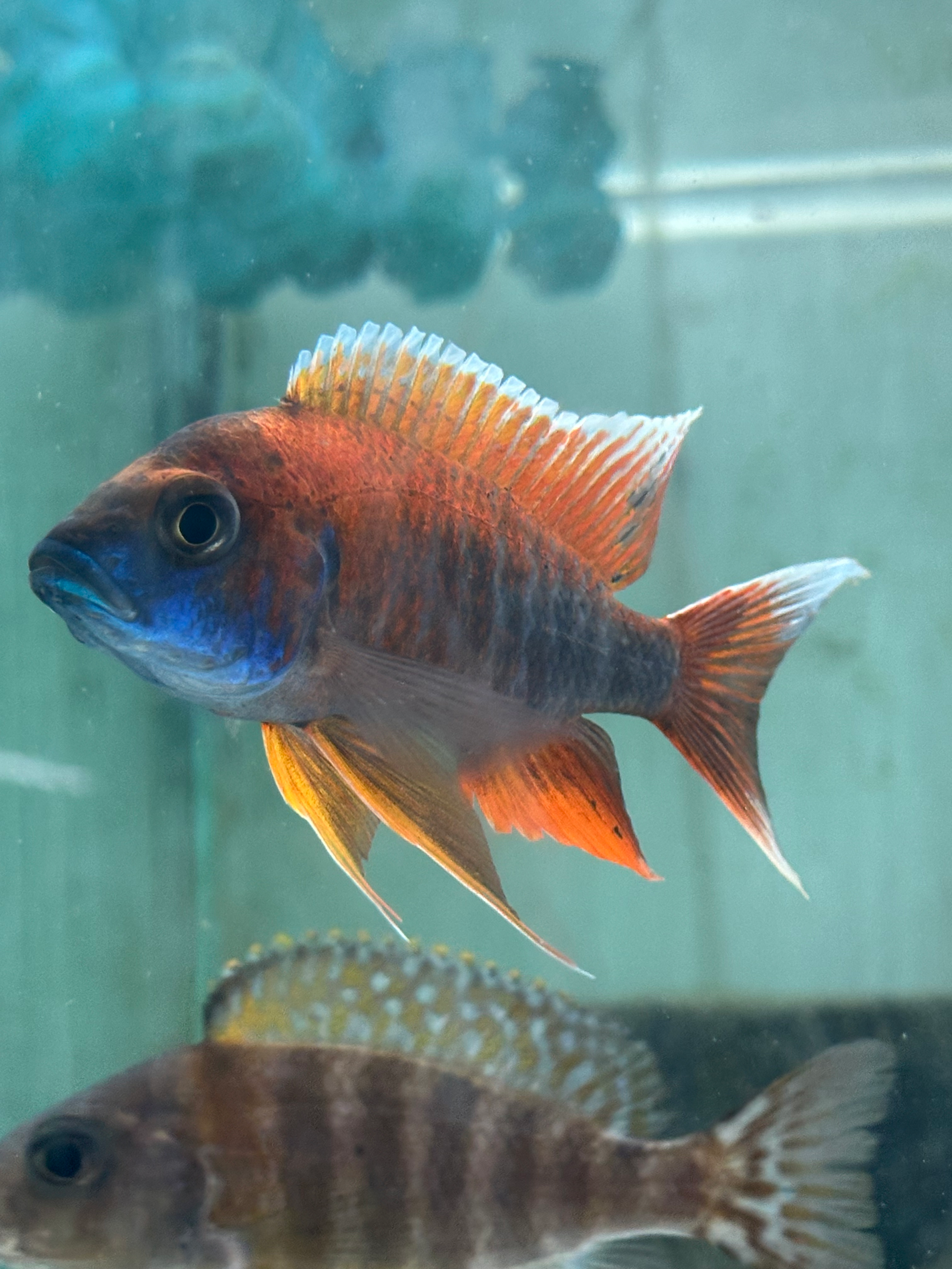 EUREKA RED  (AULONOCARA JACOBFREIBERGI) 