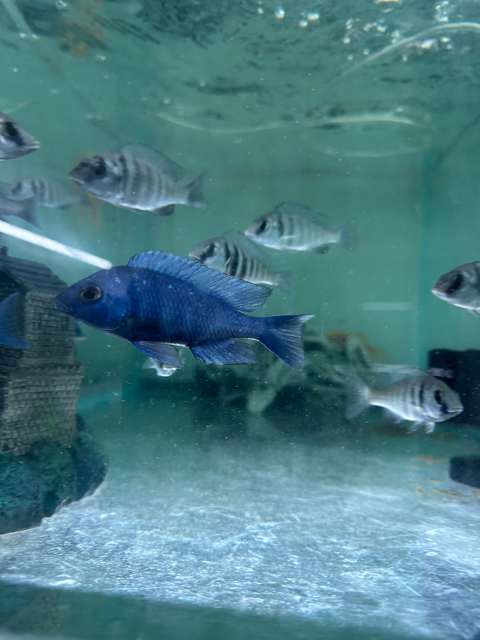 Thumbnail: BLUE STAR SAPPHIRE-JUVENILE MALE WITH COLOR