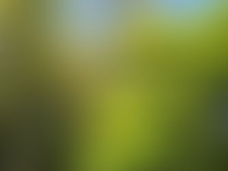 春 晴れ 新緑 鳥の声