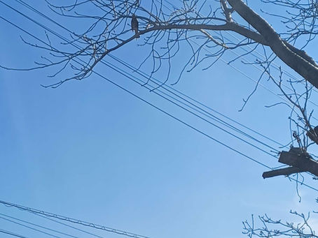 椋鳥が庭に春を持って来てくれました。