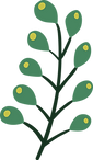 pianta   