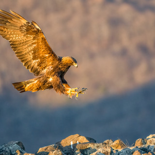 20220129-_DSC1778-Edit.jpeg