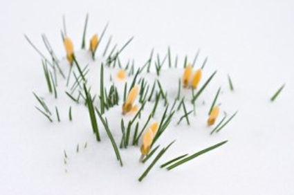 iStock_000008098203XSmall