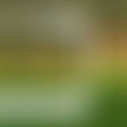 Die Lichtenhainer Mühle