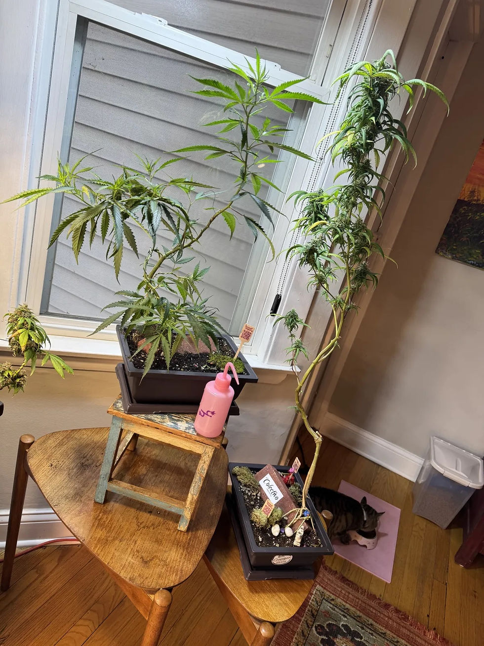 Cannabonsai Workshop @ Wicked Plants 8/29/26