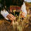 Thumbnail: L’alba e l’oru ~ Sacred Oil