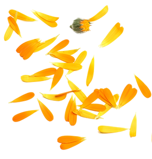 AdobeStock_239958508_edited.png