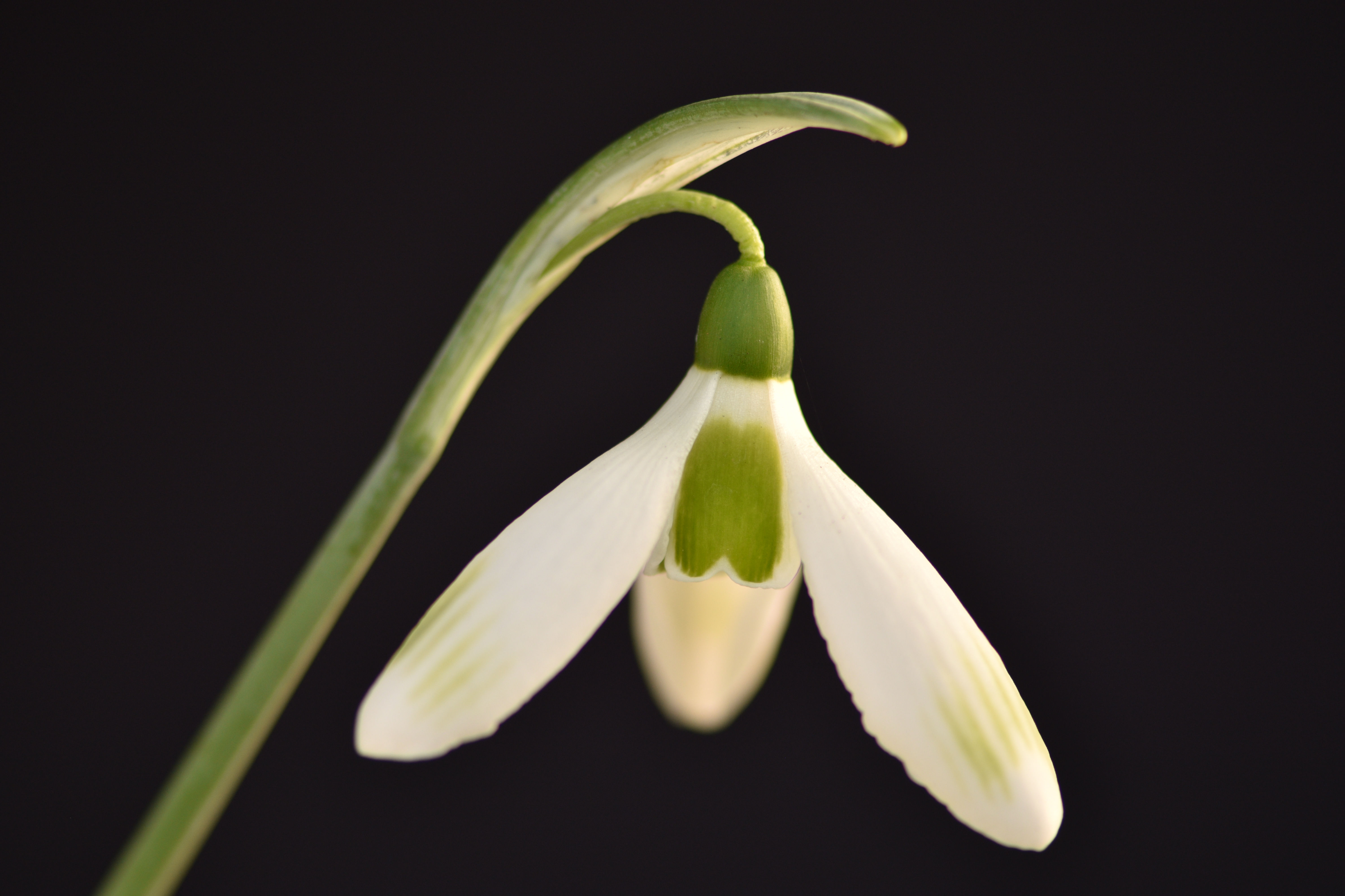 Galanthus ' Chantry Pinstrip'