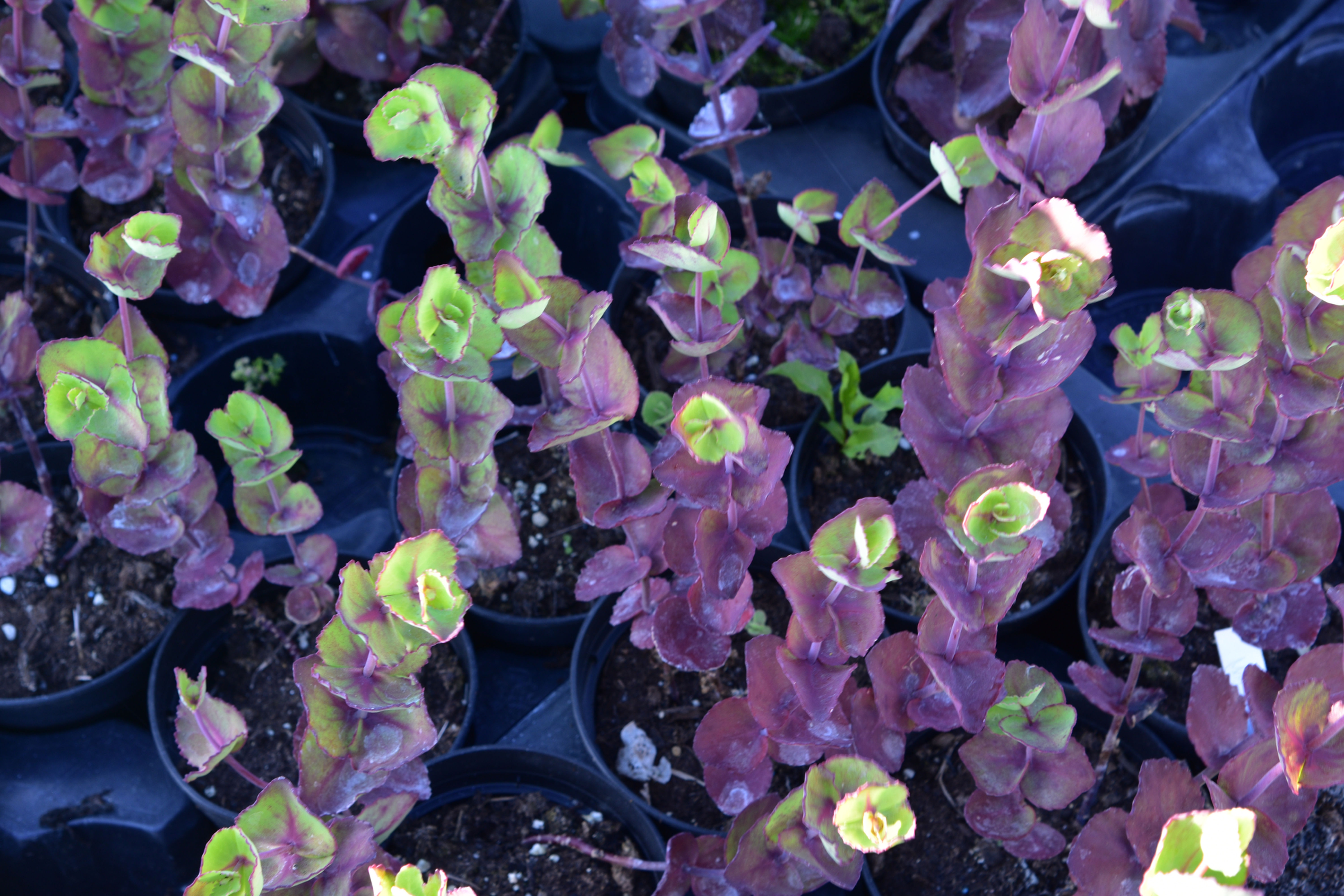 Sedum ussuriense ' Pink Beacon '