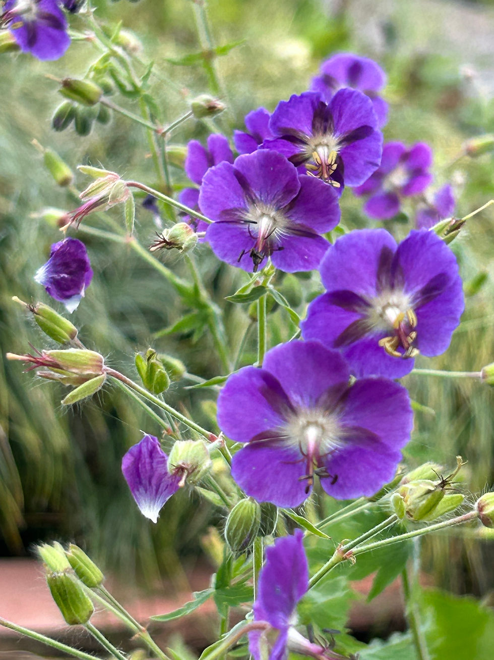 Geranium phaeum 'Pitton de Tournefort'