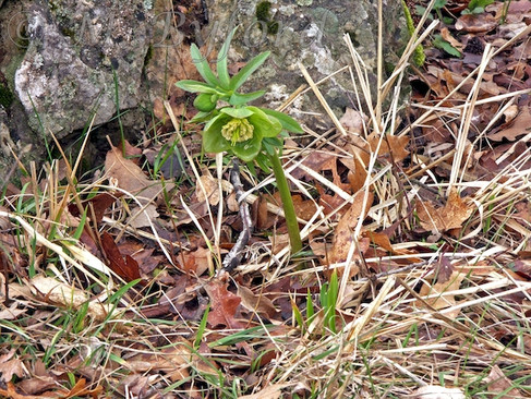 Helleborus t-multifidus