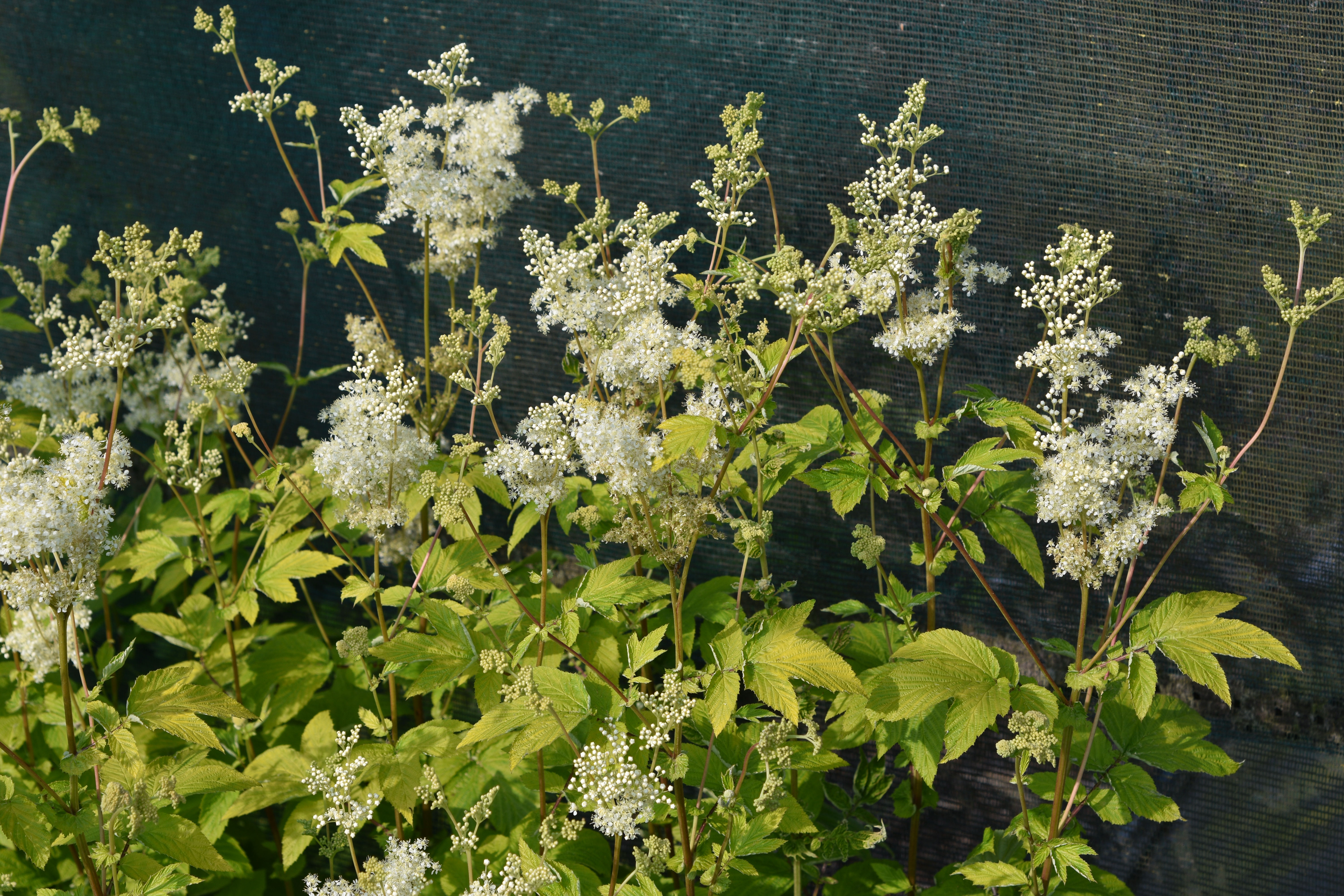 Filipendula ulmaria ' aurea '