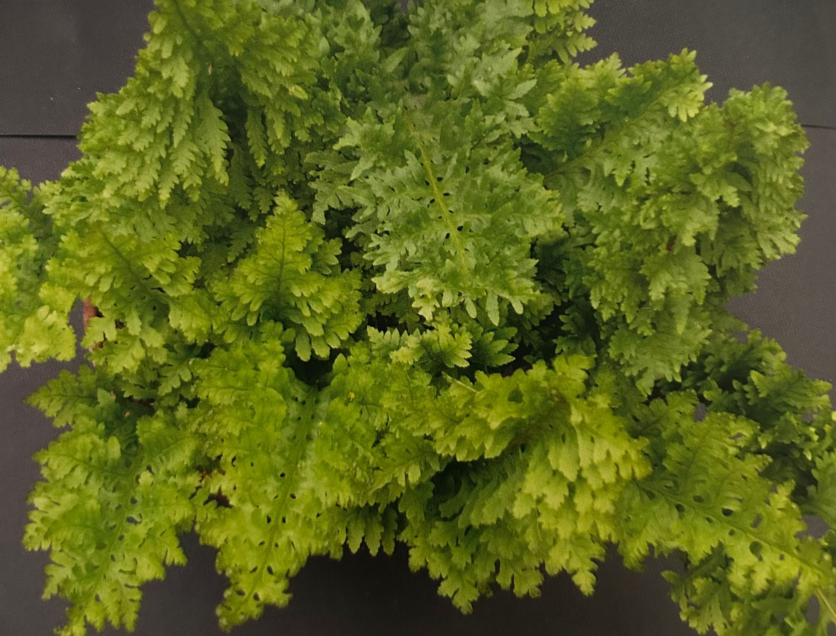 Polypodium cambricum 'Pulchritudine'