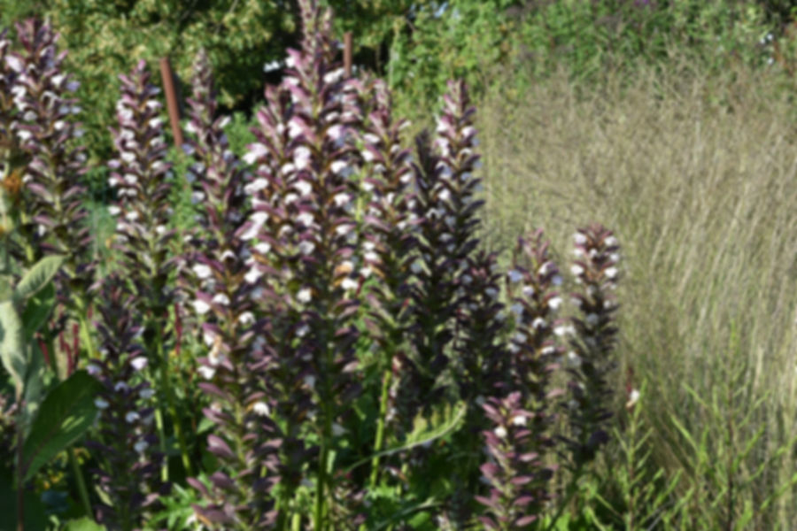 Acanthus 'Hollande du Nord '