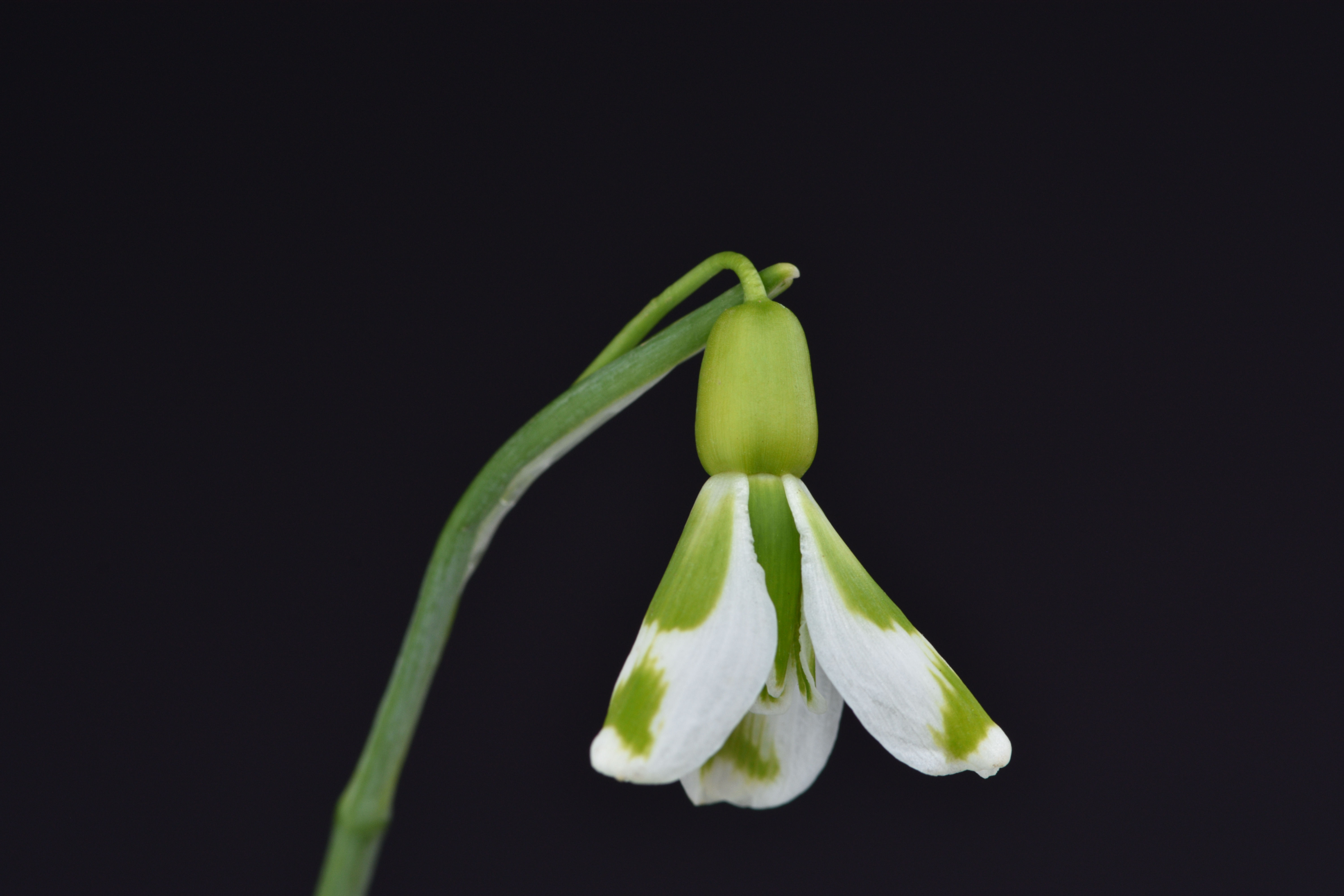 Galanthus ' Chantry Gem '