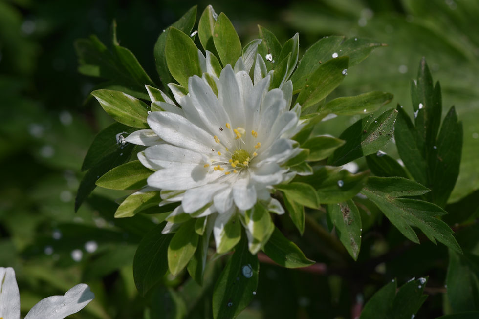 Anemone nemorosa ' Bracteata Plena '