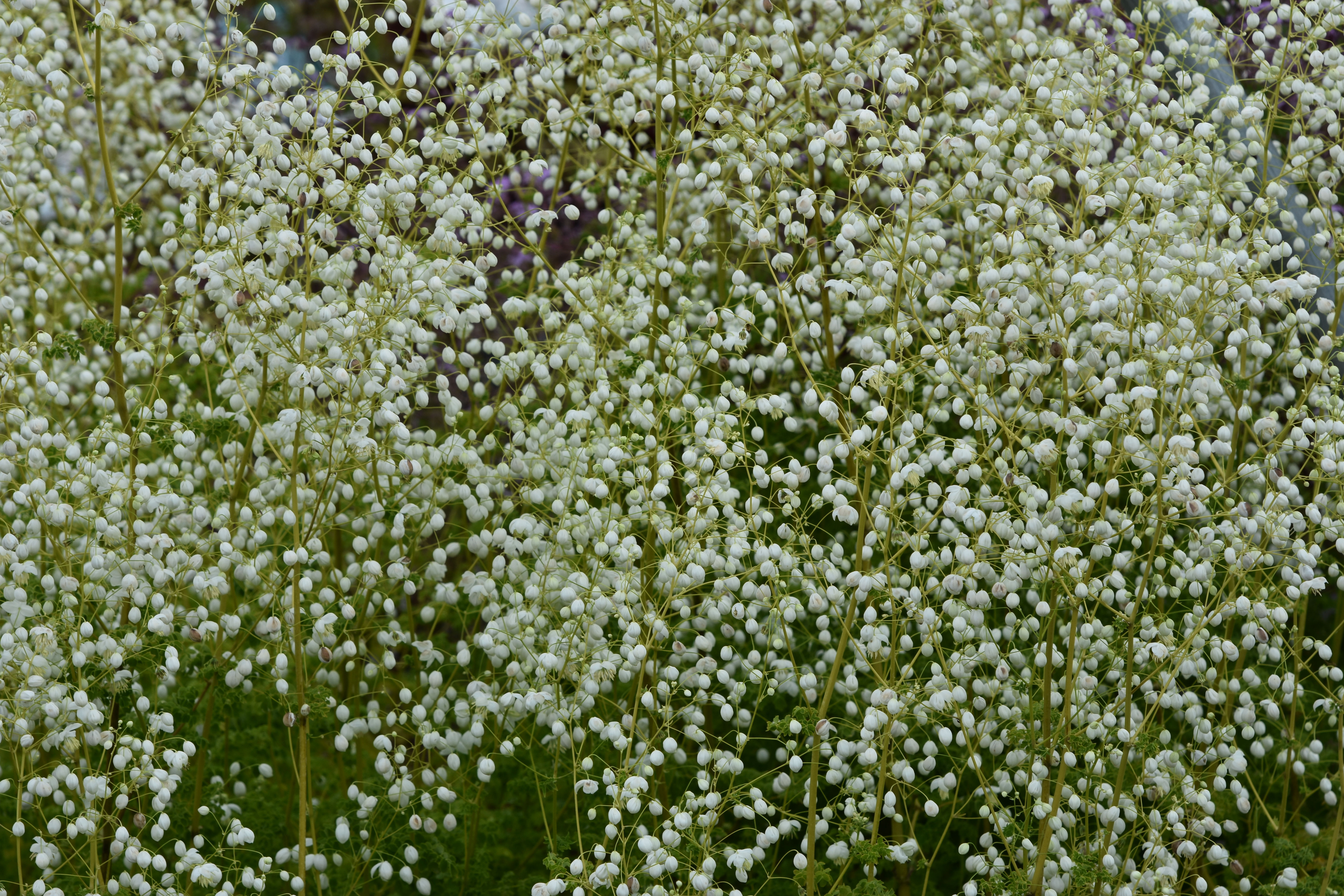 Thalictrum ' Splendide White '