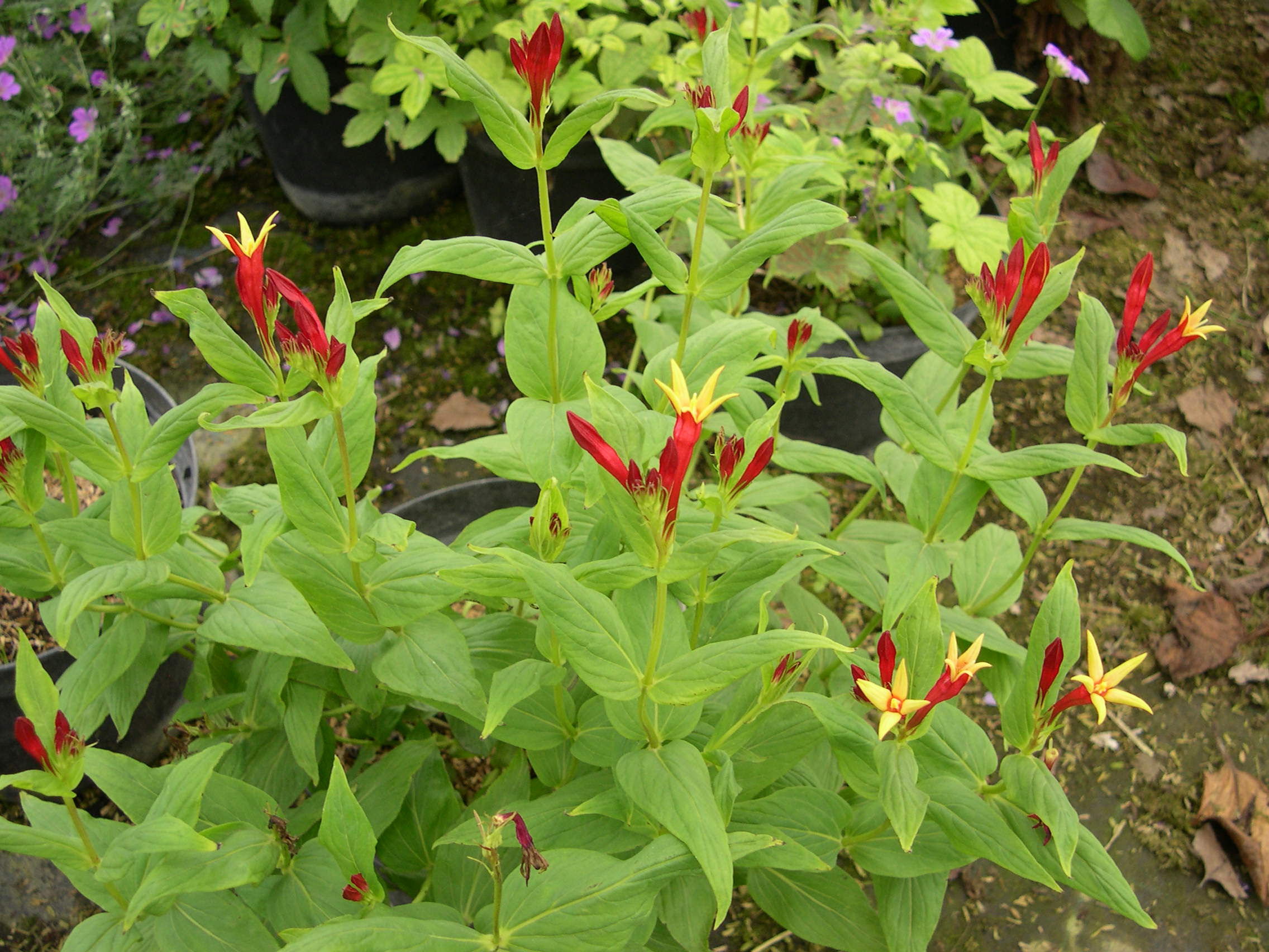 Spigelia marylandica