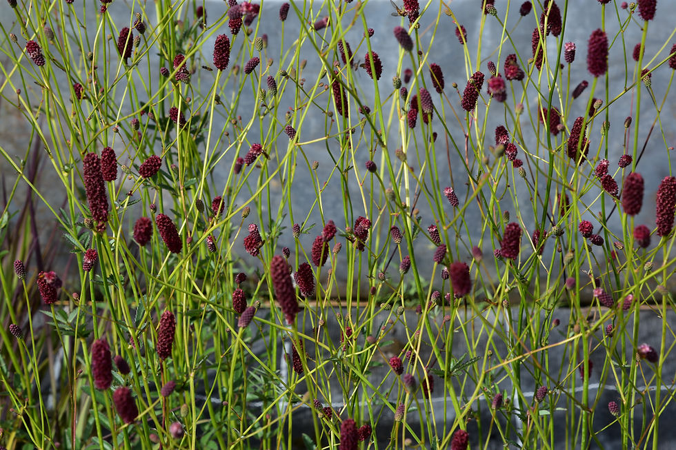 Sanguisorba 'Maartjes Merlot'