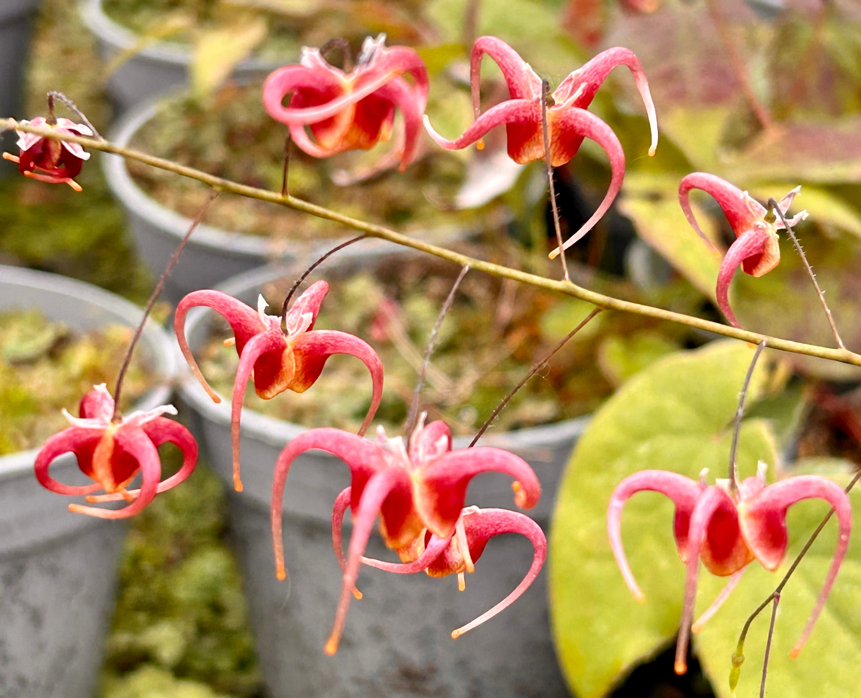 Epimedium ' Rose Gold'