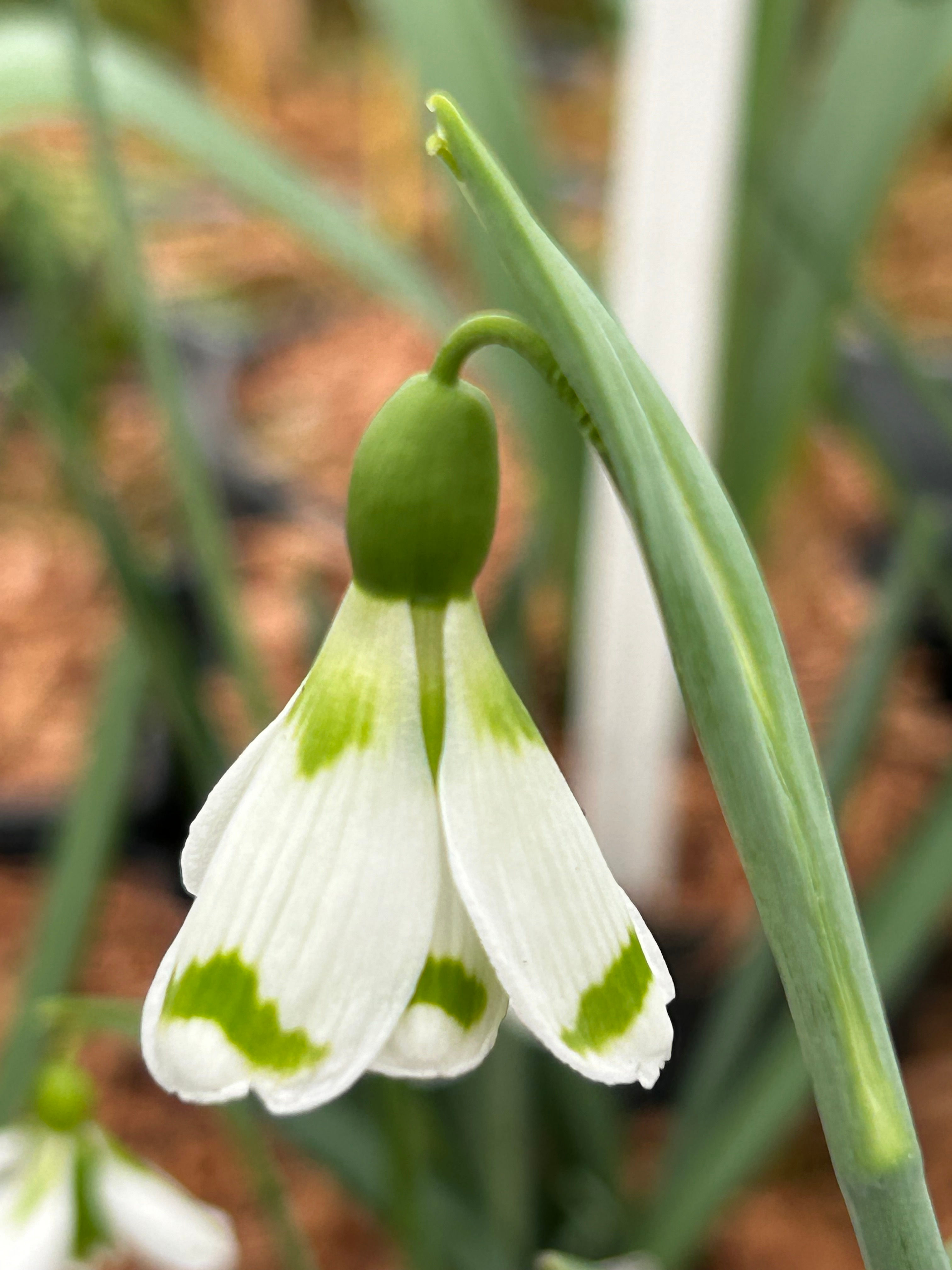 Galanthus ' Chantry Duchess '