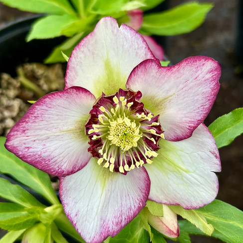 Hellebore picoté rose