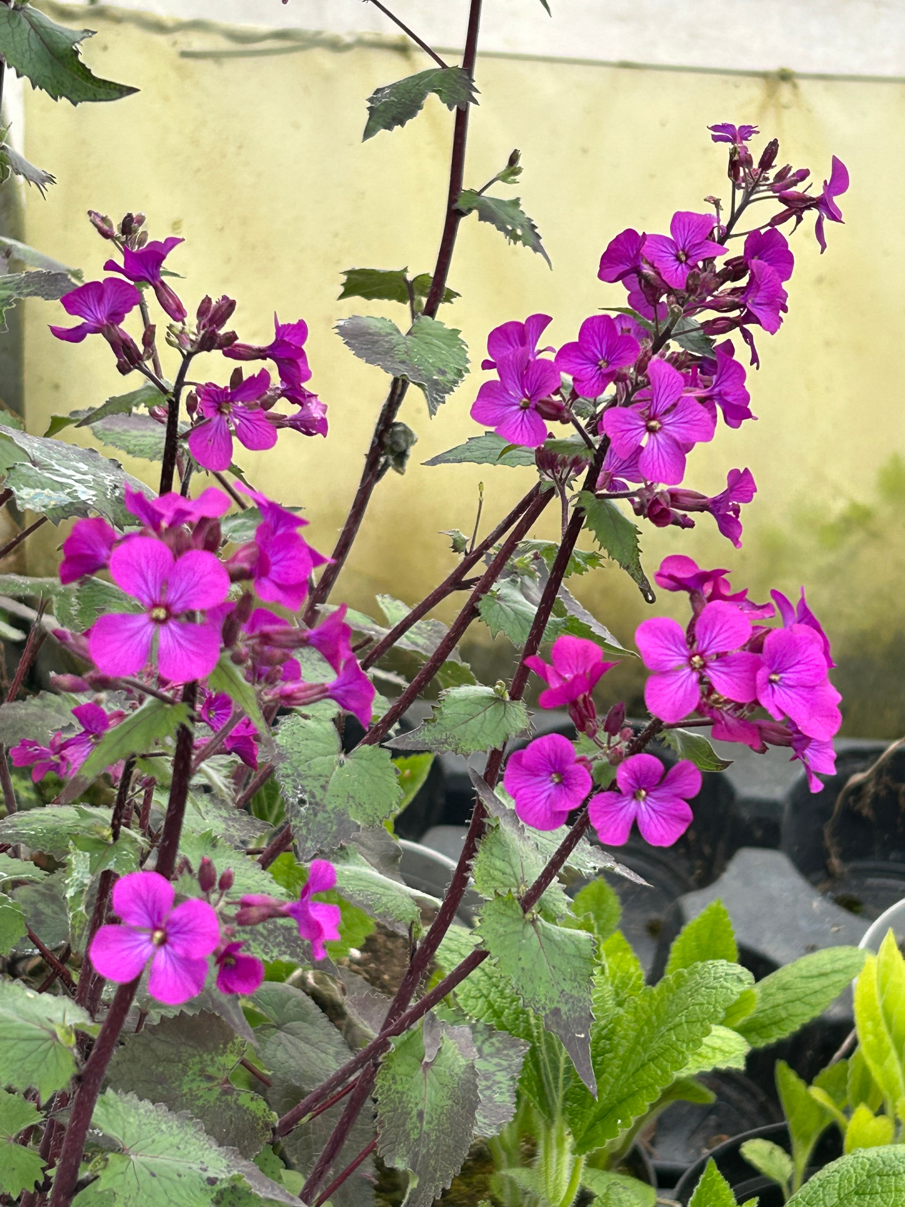 Lunaria annua ' Chedglow'