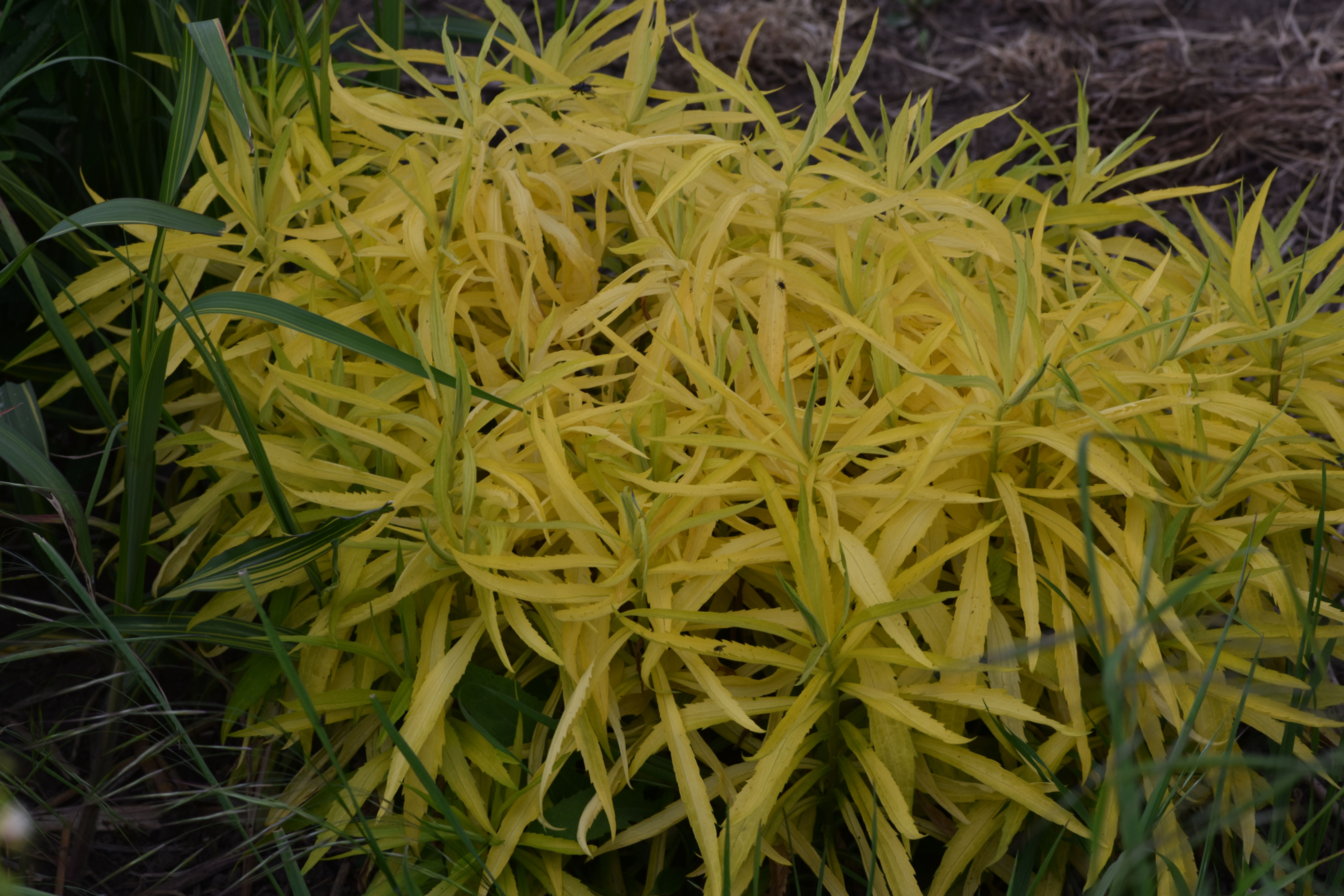 Solidago ' Hiddigeigei '