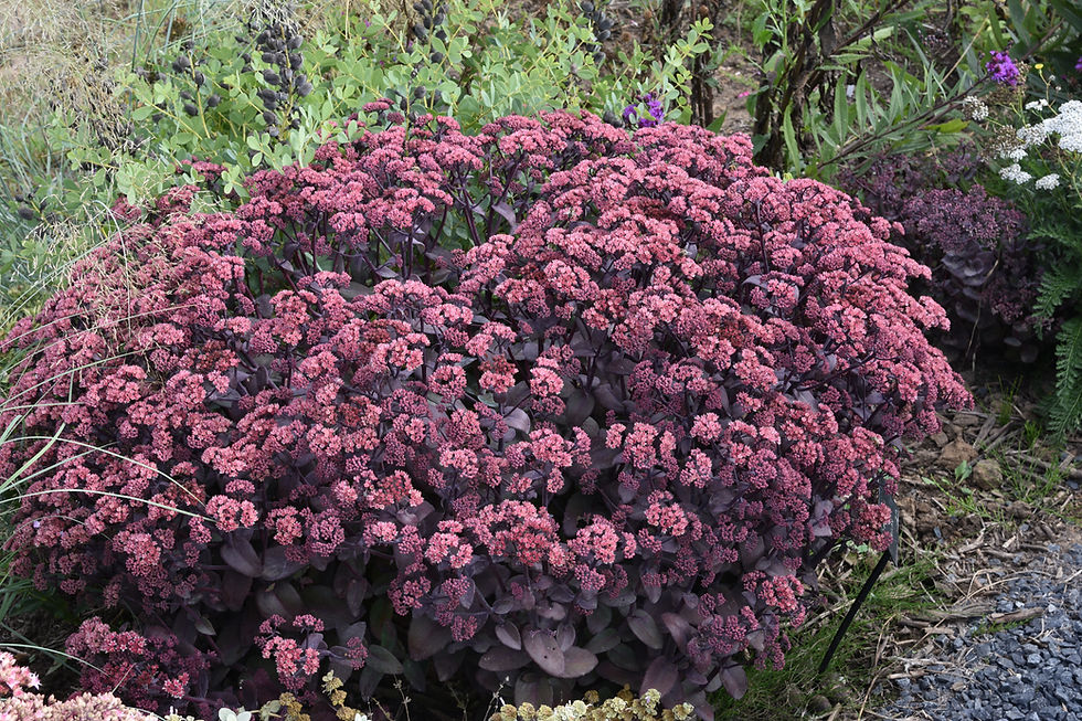 Sedum telephium 'karfunkelstein'