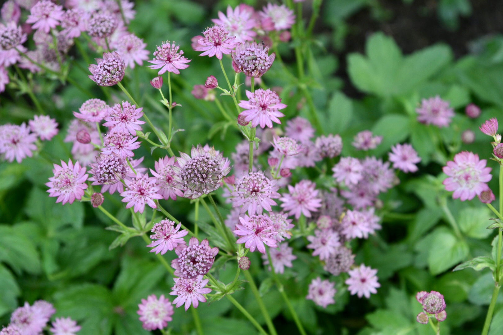 Astrantia ' Pink Sparkling Stars'