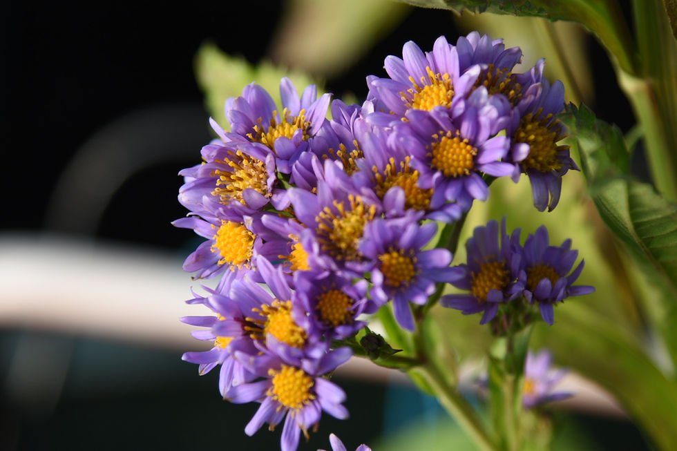 Aster tataricus 'Jindai'