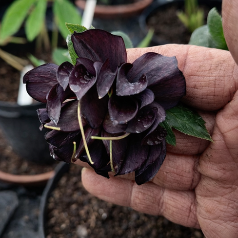 gousse graines hellebores