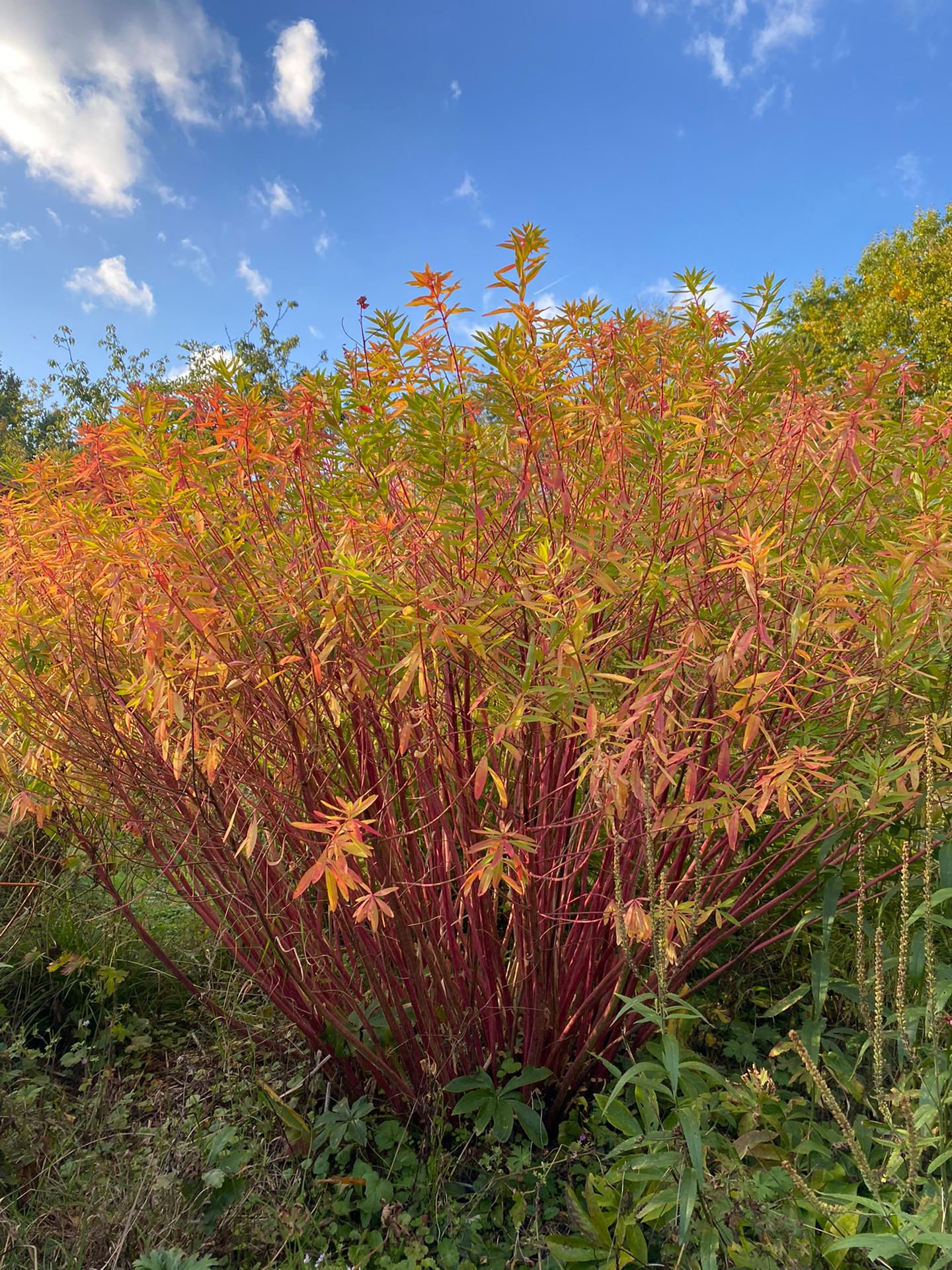 Euphorbia ' La Cathédrale '